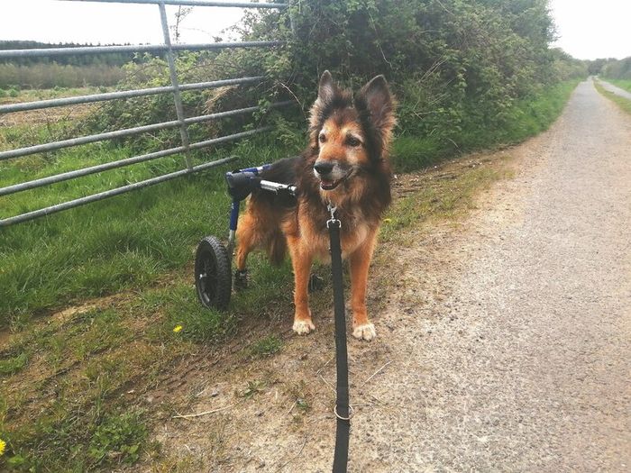 Dog wheels