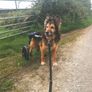 Dog wheels Image 2