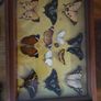 Real Butterflies in Frames - Antique French Image 2