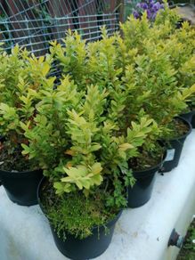 Box Hedging