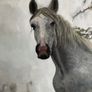 Fine Art Oil Painting - Horse Image 3