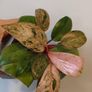No.2 Philodendron Red Congo Dwarf Image 5