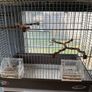 Finch or canairy bird flight and breeding cage Image 4