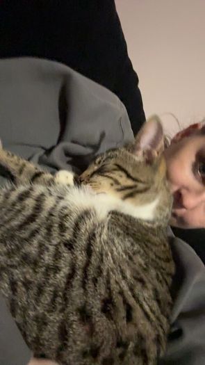 female cat looking for good home only