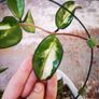 Hoya Carnosa 'Marlea' Image 3