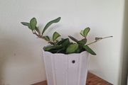 hoya burtoniae variegated