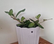 hoya burtoniae variegated