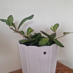 hoya burtoniae variegated