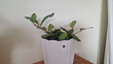 hoya burtoniae variegated