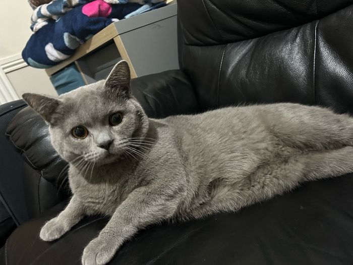 British Short Hair Cat Cats for adoption in Lucan, Dublin from M.Abid74