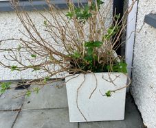 Healthy Hydrangea and planter included