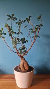 bonsai tree