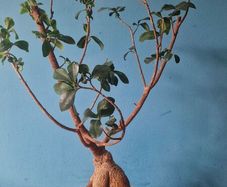 bonsai tree