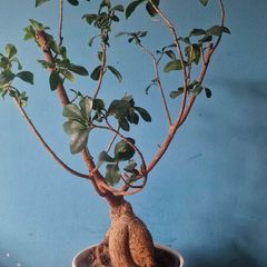 bonsai tree