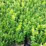 Box Hedging Image 7
