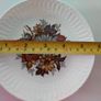 Carrigaline Vintage Carrigaline Pottery Cork Ireland 11 Piece Floral Set Image 5