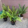 large ornamental ferns - dryopteris wallichiana Image 5