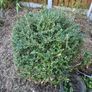 Plant Image 2
