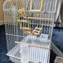 New Parrot/bird Cage Starter Kit + Tons of Accessories Image 3