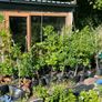 Potted Native Trees and Shrubs Image 9