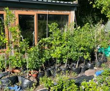 Potted Native Trees and Shrubs