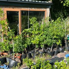 Potted Native Trees and Shrubs