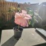 Plant Image 2