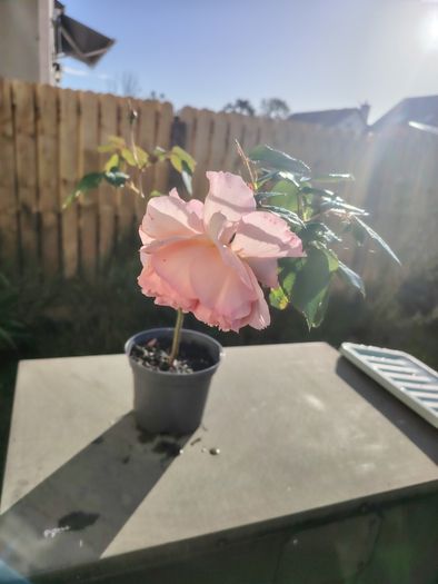 Plant