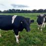 Clogheraily Pedigree British Friesian Bulls Image 7