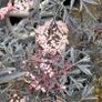 15 mature plants/shrubs Image 3