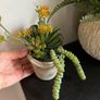 plant Image 5