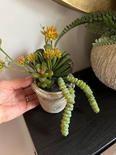 plant