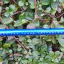 Callaway Big Bertha Titanium 454 10 degree Driver Graphite Prolaunch Blue Golf Club 45.5 inch Shaft Image 4