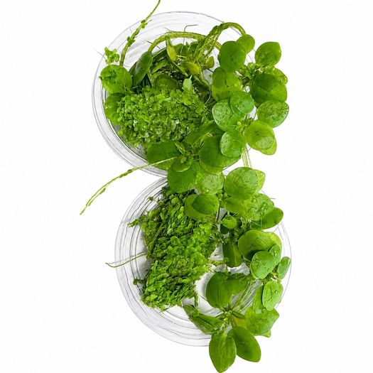 Duckweed 500pcs + Amazon Frogbit 10pcs absorbs nitrogen (aquarium- pond)