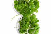 Duckweed 500pcs + Amazon Frogbit 10pcs absorbs nitrogen (aquarium- pond)