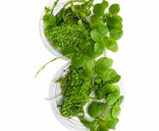 Duckweed 500pcs + Amazon Frogbit 10pcs absorbs nitrogen (aquarium- pond)