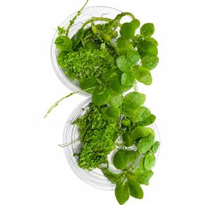 Duckweed 500pcs + Amazon Frogbit 10pcs absorbs nitrogen (aquarium- pond)