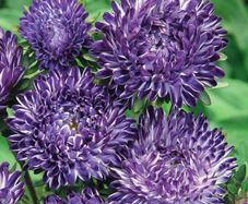 (A) Aster Blue Ribbon seeds 0.2g (414093)