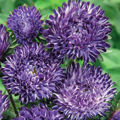 (A) Aster Blue Ribbon seeds 0.2g (414093)