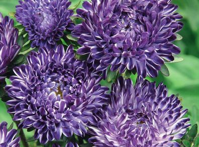 (A) Aster Blue Ribbon seeds 0.2g (414093)