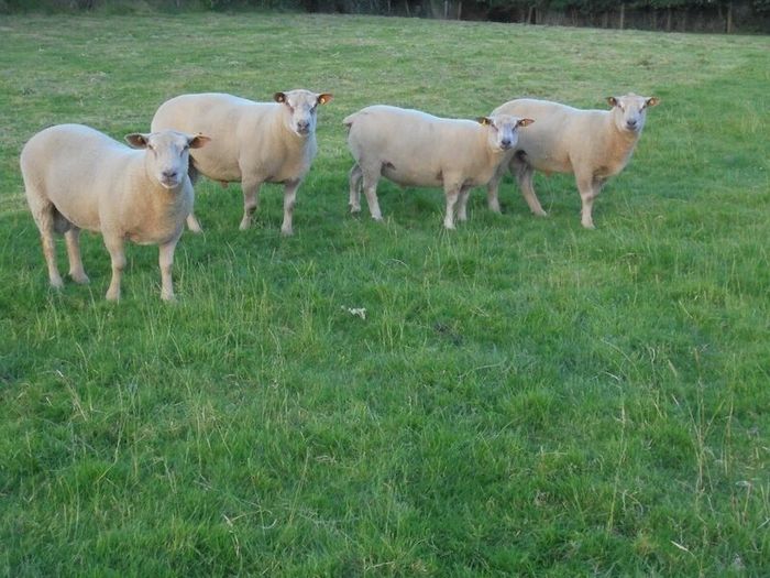 Charolais Ram.  Available.. Available.