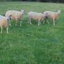 Charolais Ram.  Available.. Available. Image 2