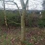 Mature Trees Image 2