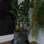 jade plant Image 3