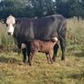 Sucklers First Calvers Image 4