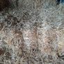 small square bales straw Image 3