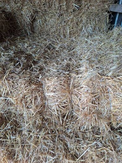 small square bales straw