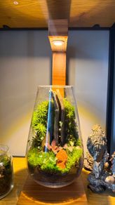 terrarium