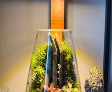 terrarium