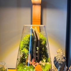 terrarium